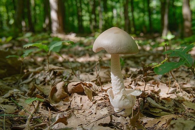 muchotrávka pošvatá Amanita vaginata (Bull.) Lam.