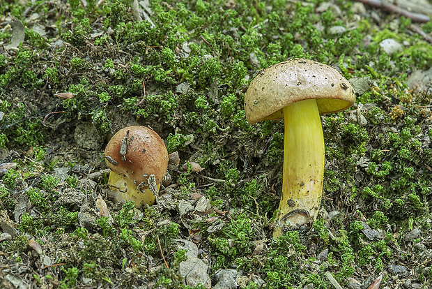 zlatohríb úhľadný Aureoboletus gentilis (Quél.) Pouzar