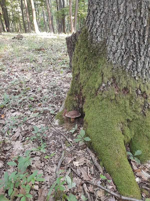 hríb bronzový Boletus aereus Bull. ex Fr.