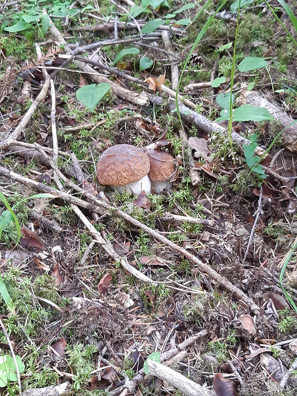 hríb smrekový Boletus edulis Bull.