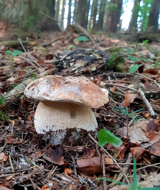 hríb smrekový Boletus edulis Bull.