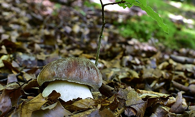 hríb sosnový Boletus pinophilus Pil. et Dermek in Pil.