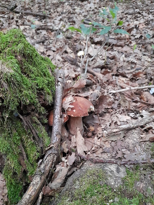 hríb dubový Boletus reticulatus Schaeff.