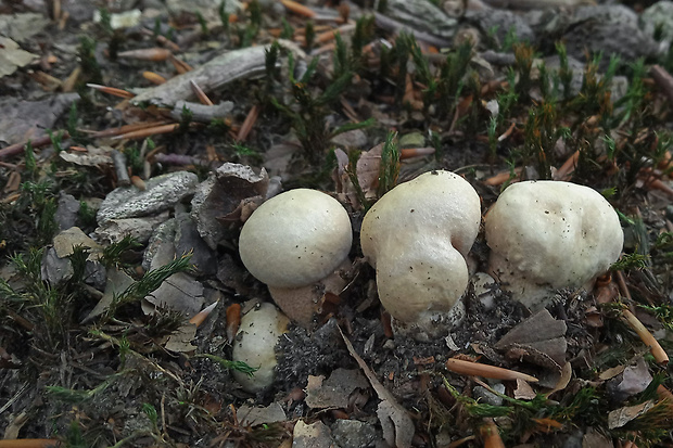 hríb dubový Boletus reticulatus Schaeff.