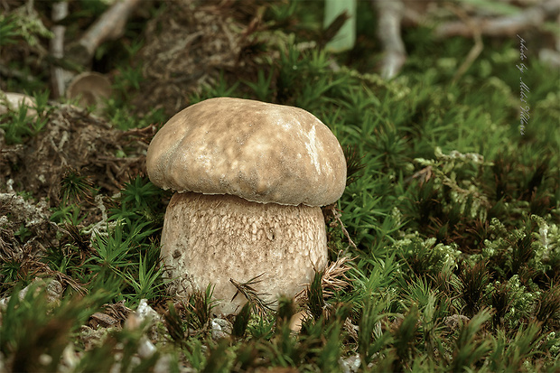 hríb dubový Boletus reticulatus Schaeff.