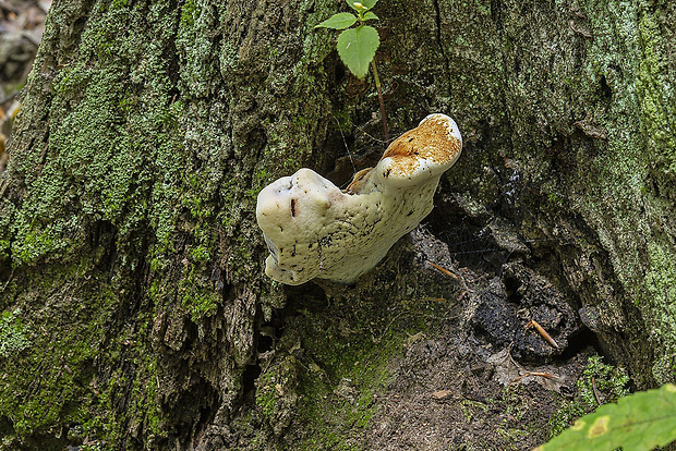 brezovník dubový Buglossoporus quercinus (Schrad.) Kotl. & Pouzar