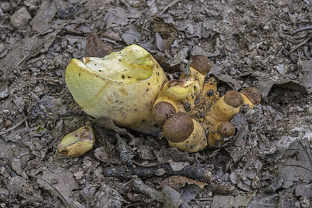 hríb príveskatý - 9x Butyriboletus appendiculatus (Schaeff. ex Fr.) Secr.