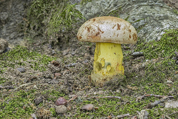 hríb striebristý Butyriboletus fechtneri (Velen.) D. Arora & J.L. Frank