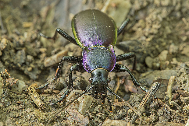 bystruška fialová - samček Carabus violaceus  Linnaeus, 1758