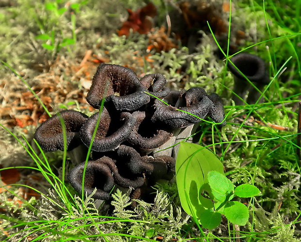 lievik trúbkovitý Craterellus cornucopioides (L.) Pers.