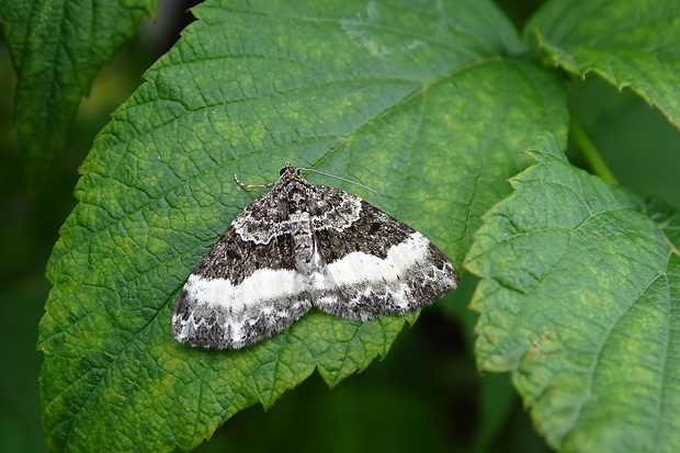 piadivka jednozúbková ? Euphyia unangulata