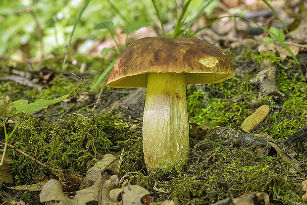 hríb jamkatý Hemileccinum depilatum (Redeuilh) Šutara