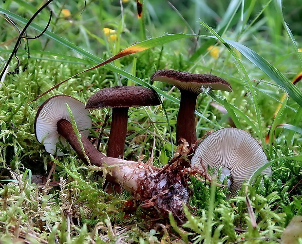 rýdzik čiernozamatový Lactarius lignyotus Fr.