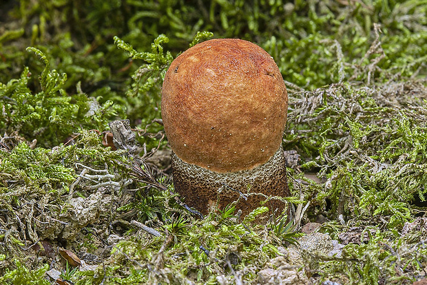 kozák dubový Leccinum aurantiacum (Bull.) Gray