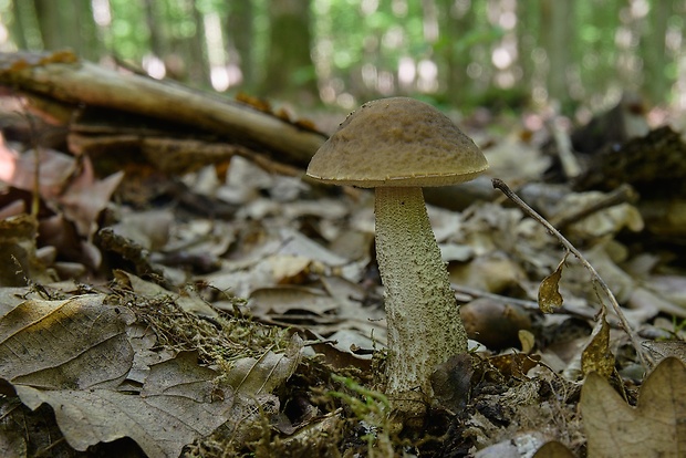 kozák hrabový Leccinum pseudoscabrum (Kallenb.) Šutara