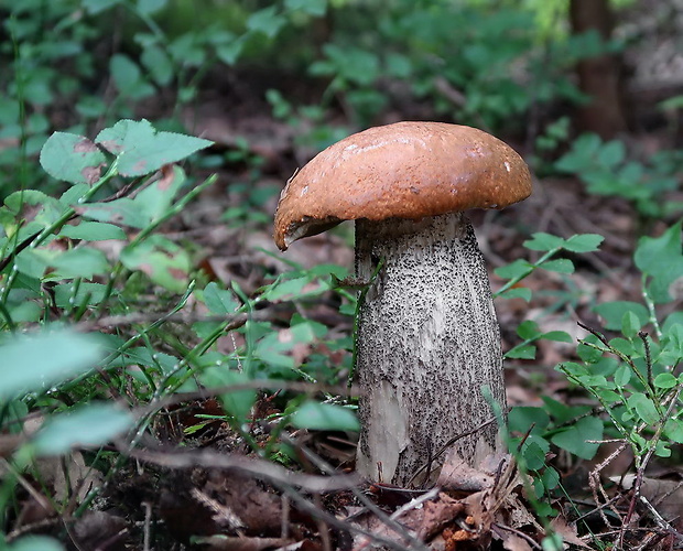 kozák žltooranžový Leccinum versipelle (Fr. & Hök) Snell