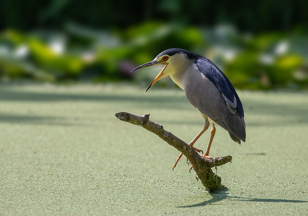 chavkoš nočný Nycticorax nycticorax