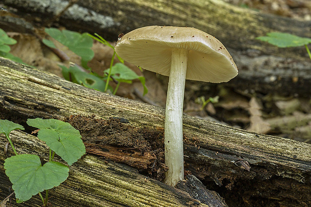 štítovka jelenia Pluteus cervinus (Schaeff.) P. Kumm.