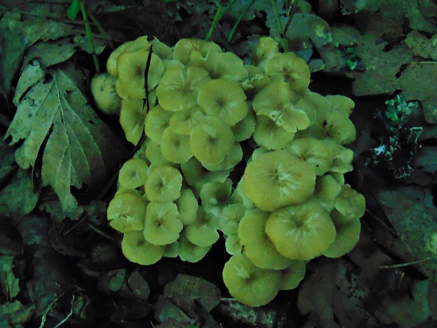 trúdnik klobúčkatý Polyporus umbellatus (Pers.) Fr.