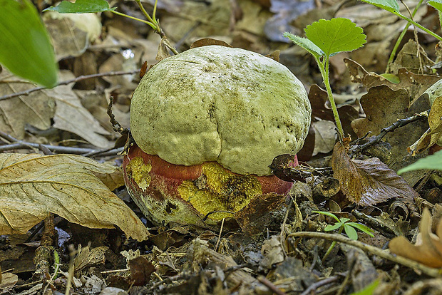 hríb satanský Rubroboletus satanas f. satanas (Lenz) Kuan Zhao & Zhu L. Yang