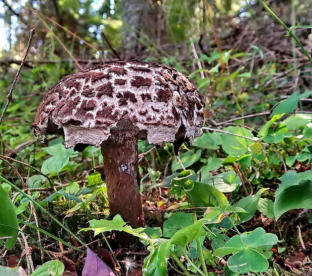 šiškovec šupinatý Strobilomyces strobilaceus (Scop.) Berk.