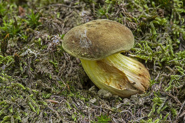 suchohríb plstnatý Xerocomus subtomentosus L.