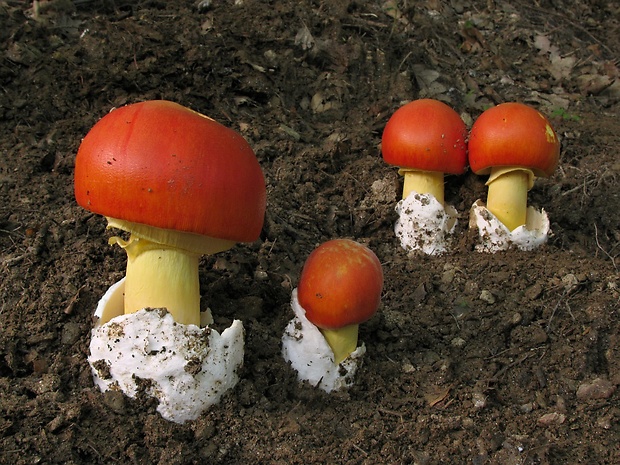 muchotrávka cisárska Amanita caesarea (Scop.) Pers.