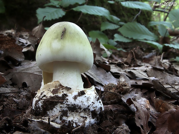 muchotrávka zelená Amanita phalloides (Vaill. ex Fr.) Link