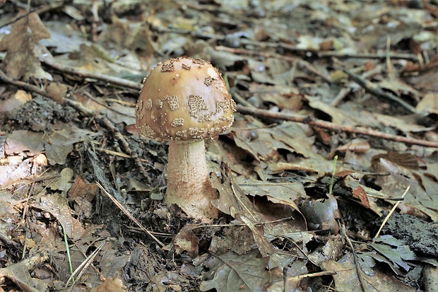 muchotrávka červenkastá Amanita rubescens Pers.