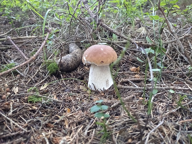 hríb smrekový Boletus edulis Bull.