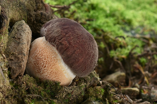 hríb sosnový Boletus pinophilus Pil. et Dermek in Pil.