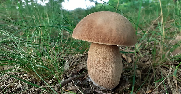 hríb dubový Boletus reticulatus Schaeff.