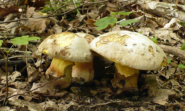 hríb striebristý Butyriboletus fechtneri (Velen.) D. Arora & J.L. Frank