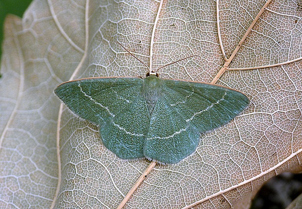 piadivka černicová Chlorissa cloraria