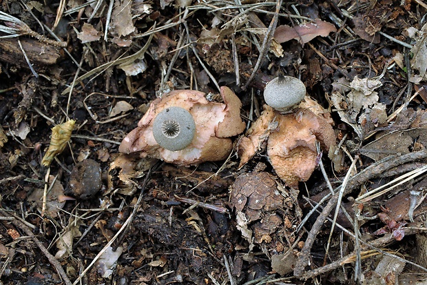 hviezdovka Berkeleyova Geastrum berkeleyi Massee