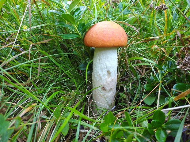 kozák osikový Leccinum albostipitatum den Bakker & Noordel.