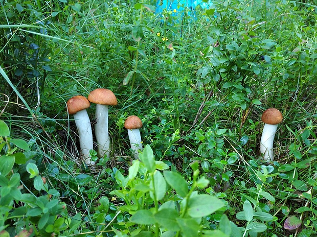 kozák osikový Leccinum albostipitatum den Bakker & Noordel.