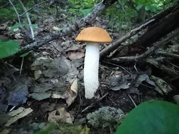 kozák osikový Leccinum albostipitatum den Bakker & Noordel.