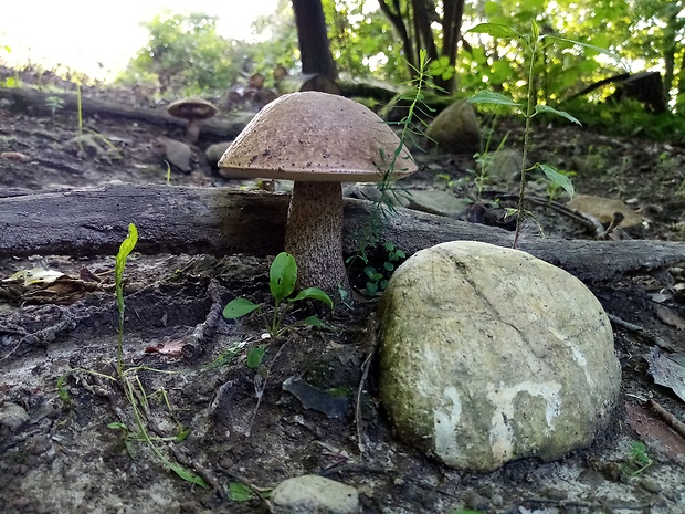 kozák topoľový Leccinum duriusculum (Schulzer ex Kalchbr.) Singer