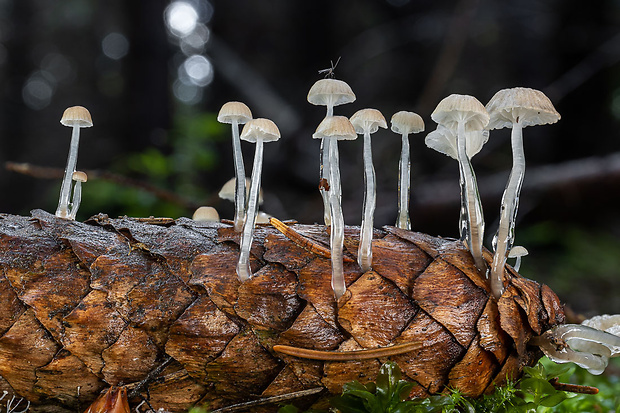 prilbička lepkavá Roridomyces roridus (Fr.) Rexer