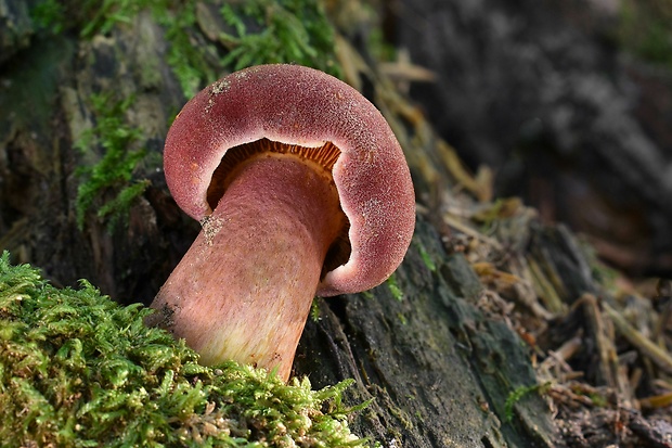 čírovec červenožltý Tricholomopsis rutilans (Schaeff.) Singer