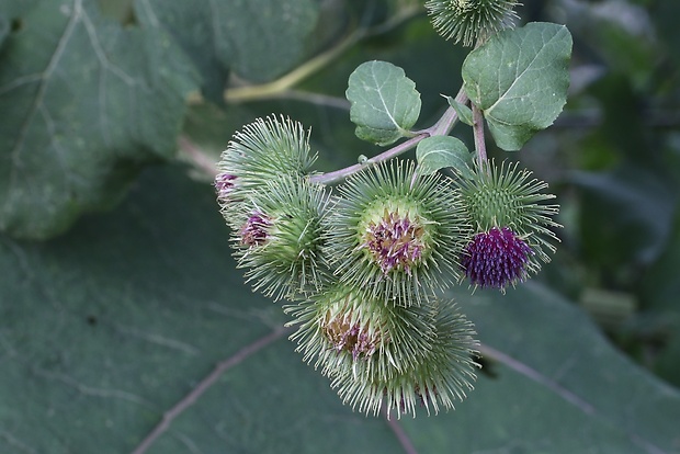 lopúch väčší Arctium lappa L.