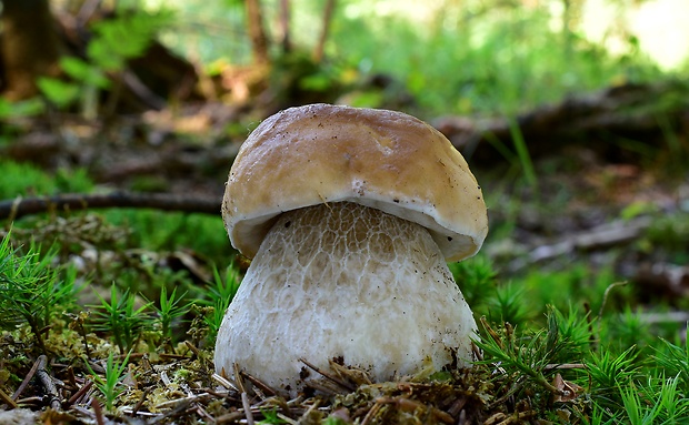 hríb smrekový Boletus edulis Bull.