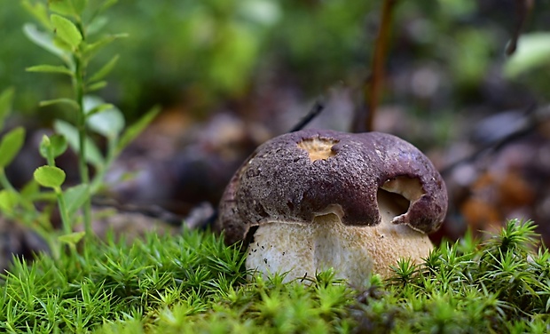 hríb sosnový Boletus pinophilus Pil. et Dermek in Pil.