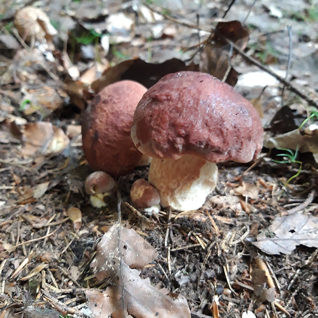 hríb sosnový Boletus pinophilus Pil. et Dermek in Pil.