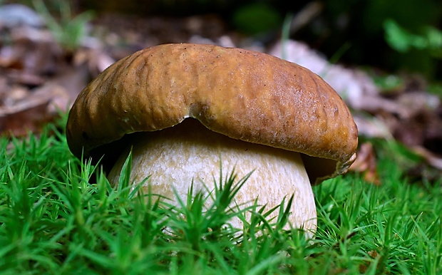 hríb dubový Boletus reticulatus Schaeff.