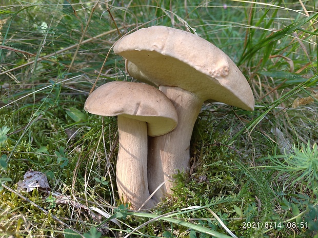 hríb dubový Boletus reticulatus Schaeff.