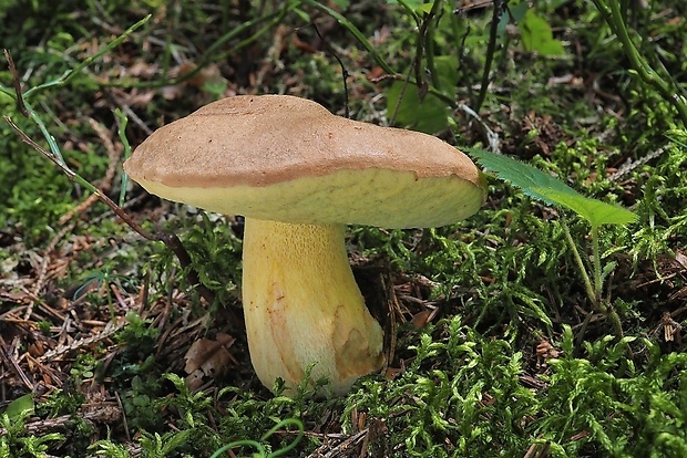 hríb horský Butyriboletus subappendiculatus (Dermek, Lazebn. & J. Veselský) D. Arora & J.L. Frank