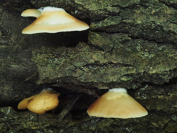 pahliva mäkká Crepidotus mollis (Schaeff.) Staude