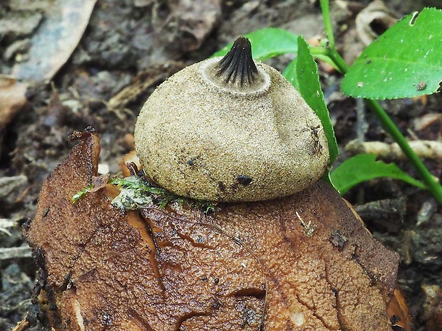 hviezdovka Berkeleyova Geastrum berkeleyi Massee